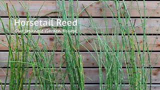 Horsetail Reed  All You Need to Know  Our Japanese Garden Escape [upl. by Kathryne]