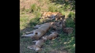 Togoro Lion Pride Sighting  Serengeti  15 October 2024 [upl. by Ahsikrats]