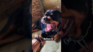 How to trand Aggressive dog  rajdogsktr rottweiler tranding katihardog shorts youtubeshorts [upl. by Notlef]