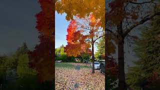 Falling leaves follow wind🍁Vancouver BC🇨🇦mapletravel￼ autumnfallwind￼￼ [upl. by Verlie]