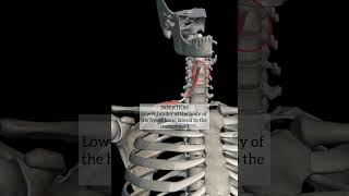 omohyoid muscle with origin insertion Nerve supply headandneckanatomy anatomy neck muscles mbbs [upl. by Naahs]