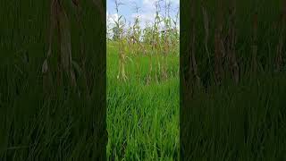 Tilik Sawah Part1 [upl. by Giffard]