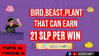 BBP BIRDBEASTPLANT  THAT CAN EARN 21 SLP PER WIN TAGALOG [upl. by Mcquillin]