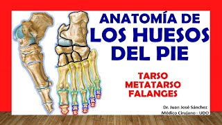 🥇 HUESOS DEL PIE Tarso Metatarso y Falanges Fácil Rápido y Sencillo [upl. by Tutankhamen]