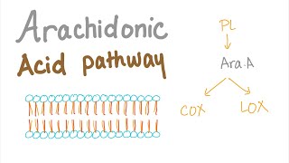 Arachidonic Acid Pathway The most Comprehensive Explanation  COX1 COX2 LOXProstaglandin LTNs [upl. by Yole299]