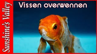 Overwennen van vissenoverzetten van vissen deel 6 starten met aquarium  Aquarium Sunshine Valley [upl. by Ayekat]