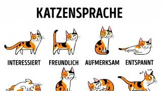 5 Wege dich mit deiner Katze anzufreunden [upl. by Charlton]