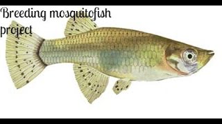 Breeding mosquito fish project [upl. by Holly]