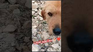 Loyal dogs 🐕❤️😍viralvideo youtubeshorts trending shorts shortvideo [upl. by Nairadal]