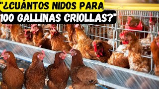 ¿Cuántos nidos se necesitan para 100 gallinas criollas y ponedoras [upl. by Justin490]