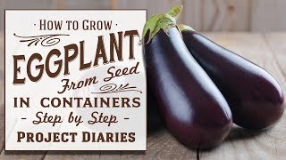 ★ How to Grow Eggplant aka Aubergine from Seed in Containers A Complete Step by Step Guide [upl. by Birkett]