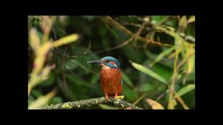 Male Kingfisher at Park Hall Lake 22nd Oct 2024 [upl. by Ona]