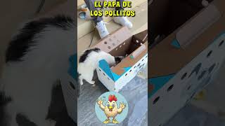 JOSE TORRES CUIDANDO DE SUS GATITOS [upl. by Chud]