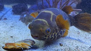 Topaz Pufferfish  Dichotomyctere fluviatilis messily eating mussel [upl. by Jenni]