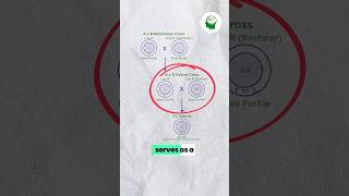 🛑Cytoplasmic Genetic Male sterility CGMS plantbreeding agriculture icarjrf icarsrf science [upl. by Innoj]