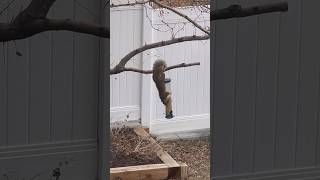 Squirrel hanging upside down at the bird feeder 🐿️ Does he fall [upl. by Syl]