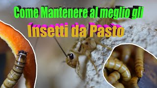 Insetti da pasto come mantenerli al meglio  Tutorial  Bassi Garden [upl. by Gorlicki]