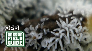 Physarum  slime mould feeding [upl. by Wilona720]