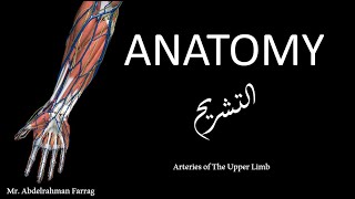 Upper Limb Arteries  Collateral circulation [upl. by Scevour]