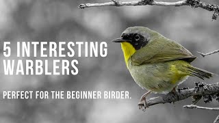 5 Fun and Interesting Warblers  Perfect For The Beginner Birder [upl. by Bealle]