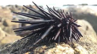 Sri lankan ekiliඉකිලි ‘arbacai lixula’ sea urchin🐾 [upl. by Stanway]