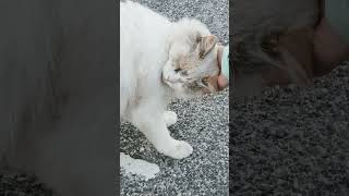 GATTA COCCOLONA cat shorts catlover shortvideo shortsyoutube cats [upl. by Tami]