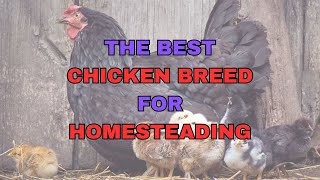 Discovering the Best Chicken Breed for Homesteading [upl. by Shipley]