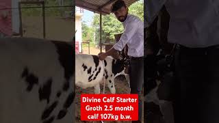 Calf weight measurements cattle cow calf feeding farming dairyfarm hfcowsale [upl. by Lore]