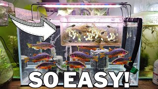 Breed 1000s of Celestial Pearl Danios with this DIY Egg Trap [upl. by Junette]