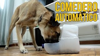 Cómo hacer un comedero automático para perros Experimentos Caseros [upl. by Isacco858]