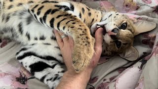 Petting a Sleepy Serval [upl. by Anirtep]