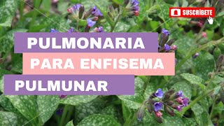 Pulmonaria para enfisema pulmonar [upl. by Crosley]