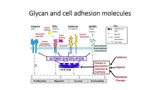 Altered Glycosylation and its impact on cell adhesion properties Code 383 [upl. by Gone]