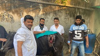 Rumenotomy in cattle amp buffalo l Impaction of rumen l गोबर के बंद का उपचार l anorexia l dr umar khan [upl. by Pitzer107]