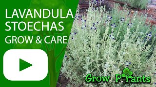 Lavandula stoechas – grow amp care French lavender [upl. by Josepha]