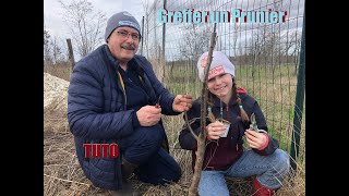 TUTO greffer un prunier  Contente de multiplier les variétés cultivées par mon arrière grand père [upl. by Josie]