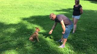 Amstaff 4 months old  obedience [upl. by Irok824]