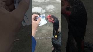 Funny rooster video Shorts video funnyshorts [upl. by Asir867]