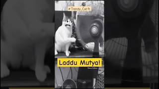 When 🐈 Joined the Trend 🤡 comedy viralvideo funnyvideo shorts [upl. by Enaile]