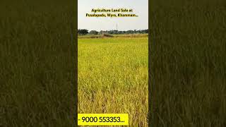 Agriculture Land Sale in Pusalapadu Wyra Khammam khammam agriculture farmland sale wyra [upl. by Tymon]