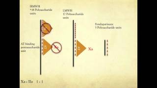 Heparin Mechanism of Action [upl. by Auburta319]