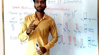 Meselson and stahl experiment  Molecular basis of inheritance part 4 [upl. by Wasserman]