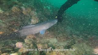 Tegnue di Chioggia  Grongo in cerca di affetto  Diving with a loving Conger Eel [upl. by Doane32]