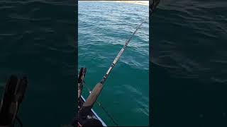 Trevally on Slider slow jig [upl. by Ynamad15]