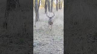 Coolest Trail Cam Video Ever 🦌 whitetaildeer trailcam whitetail [upl. by Retsevlys]