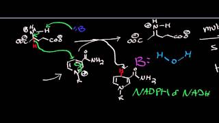 Biochemistry  Glutamate Dehydrogenase  Catabolism of Glutamate [upl. by Allehcram330]