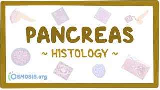 Pancreas Histology [upl. by Wier]