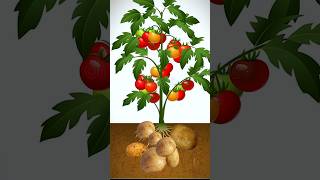 Tomato  potato in a single plant experiment potato tomato [upl. by Navap]