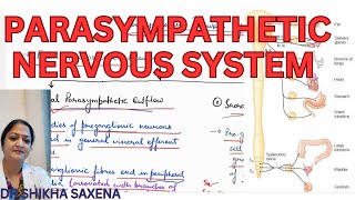 Parasympathetic nervous system carniosacral outflow diagrammatic representation [upl. by Radford]