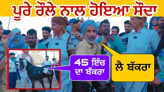 ਪੂਰੇ ਧੱਕੇ ਨਾਲ ਹੋਇਆ 45 ਇੰਚ ਬੱਕਰੇ ਦਾ ਸੌਦਾ । Longowal Bakra Mandi goats​⁠​⁠​⁠ farming ​⁠raju [upl. by Illac]